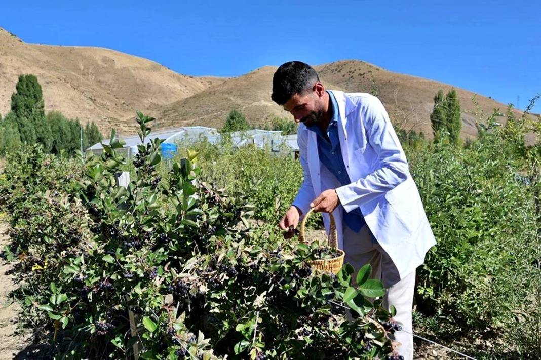 Bayburt'ta 4 yıl önce dikildi: Yüksek gelir kapısı oldu! 10